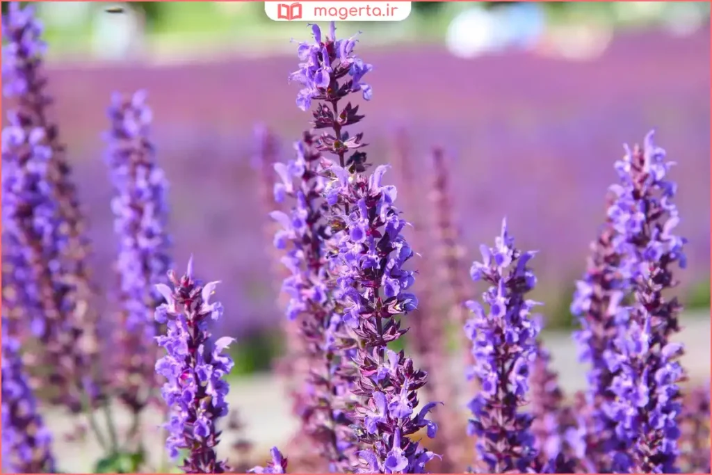 شاخههای تازه گیاه مریمگلی با برگهای سبز نقرهای