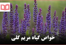 خواص گیاه مریم گلی