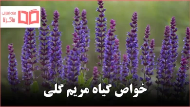 خواص گیاه مریم گلی