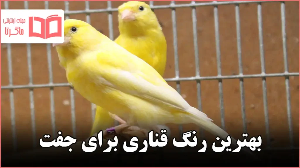 بهترین رنگ قناری برای جفت