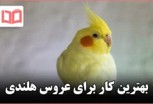 بهترین کار برای عروس هلندی