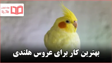 بهترین کار برای عروس هلندی