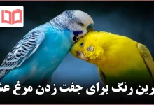 بهترین رنگ برای جفت زدن مرغ عشق
