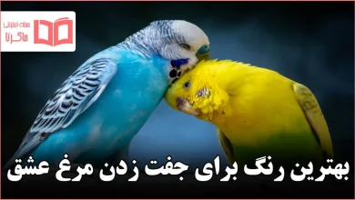 بهترین رنگ برای جفت زدن مرغ عشق