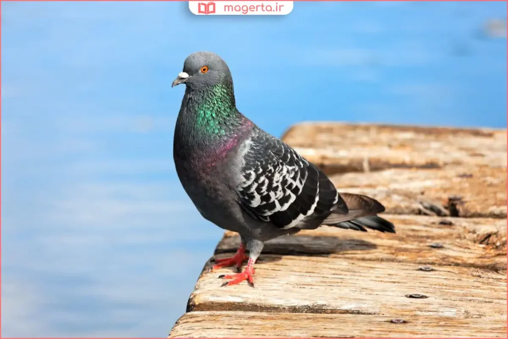 نمای نزدیک از چشم کبوتر پلاکی با رنگ زرد طلایی شفاف