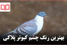 بهترین رنگ چشم کبوتر پلاکی