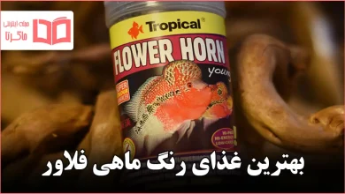 بهترین غذای رنگ ماهی فلاور