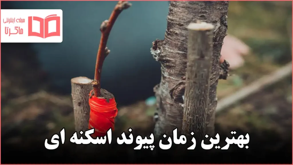 بهترین زمان پیوند اسکنه ای
