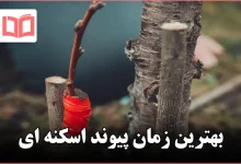 بهترین زمان پیوند اسکنه ای