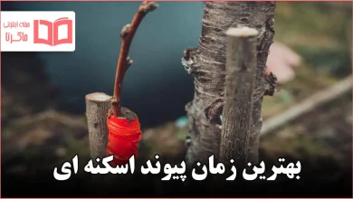 بهترین زمان پیوند اسکنه ای