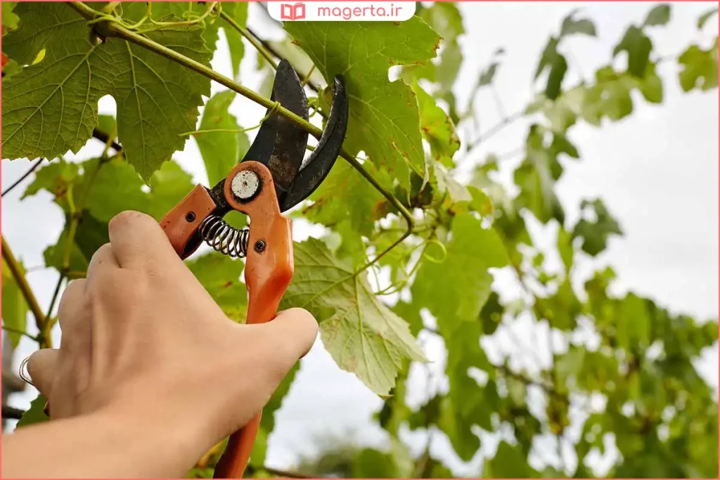 باغدار در حال هرس سبز شاخههای جوان انگور در اوایل تابستان