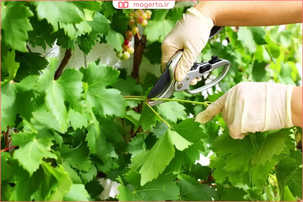 نمای نزدیک از قطع شاخههای اضافی انگور در فصل رشد