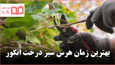 بهترین زمان هرس سبز درخت انگور