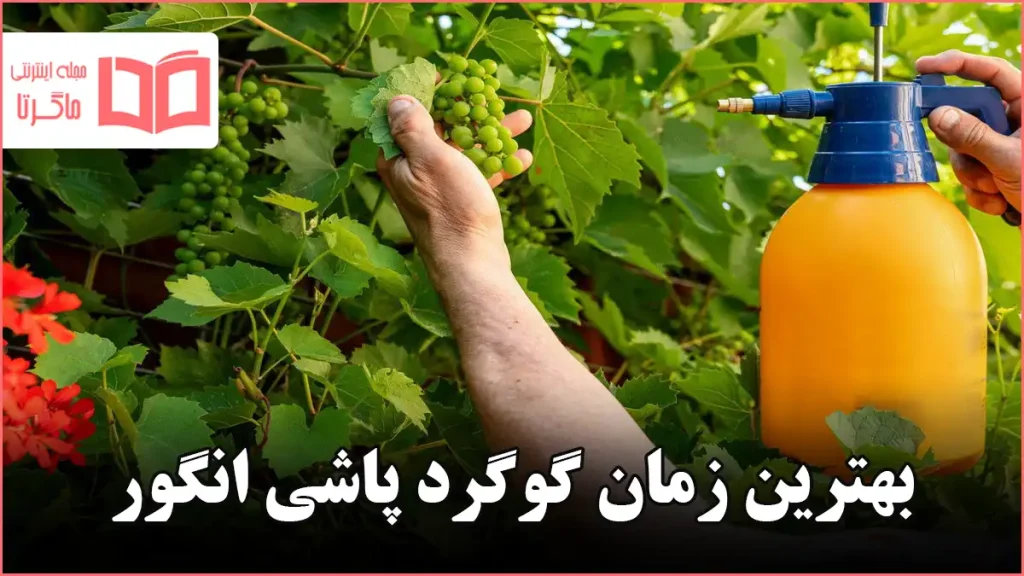 بهترین زمان گوگرد پاشی انگور