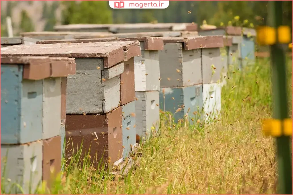 کندوی چندطبقه پس از افزودن طبق جدید در فصل پرورش عسل