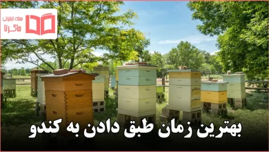 بهترین زمان طبق دادن به کندو