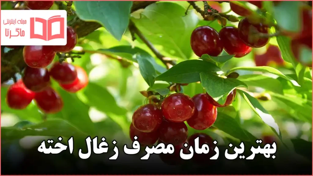 بهترین زمان مصرف زغال اخته