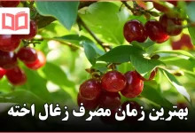 بهترین زمان مصرف زغال اخته