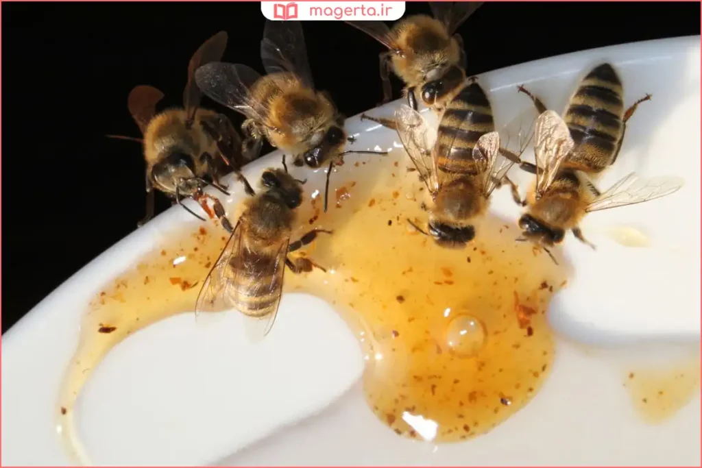 زنبوردار در حال تغذیه کندو با شربت شکر در فصل بهار