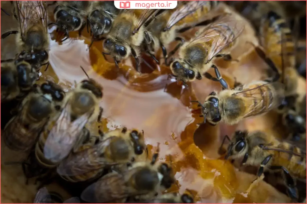 زنبورها در حال جمع شدن اطراف شربت داخل کندو