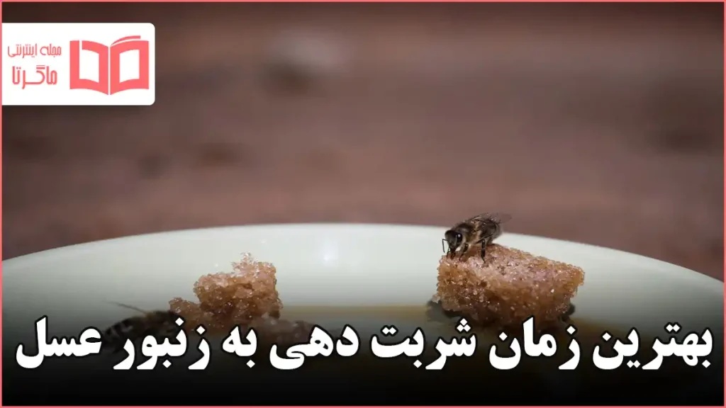 بهترین زمان شربت دهی به زنبور عسل
