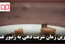 بهترین زمان شربت دهی به زنبور عسل