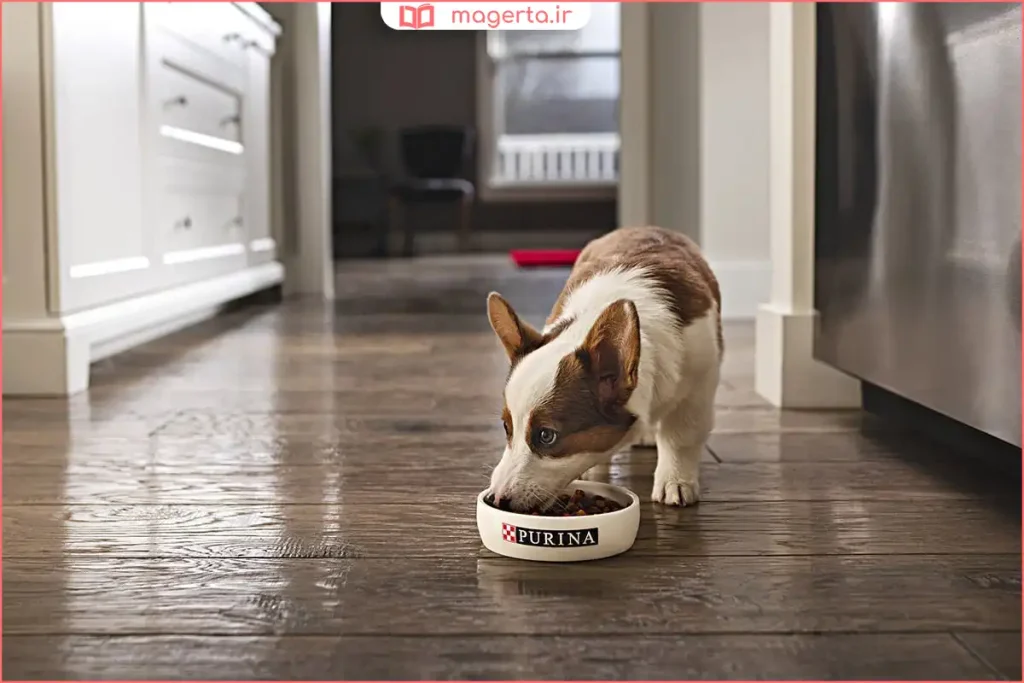 توله سگ در حال خوردن غذای مخصوص در ظرف استیل تمیز