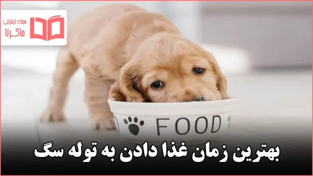 بهترین زمان غذا دادن به توله سگ