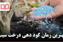 بهترین زمان کود دهی درخت سیب