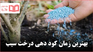 بهترین زمان کود دهی درخت سیب