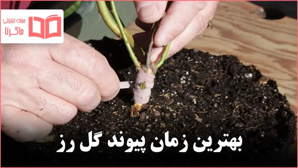بهترین زمان پیوند گل رز
