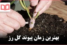 بهترین زمان پیوند گل رز