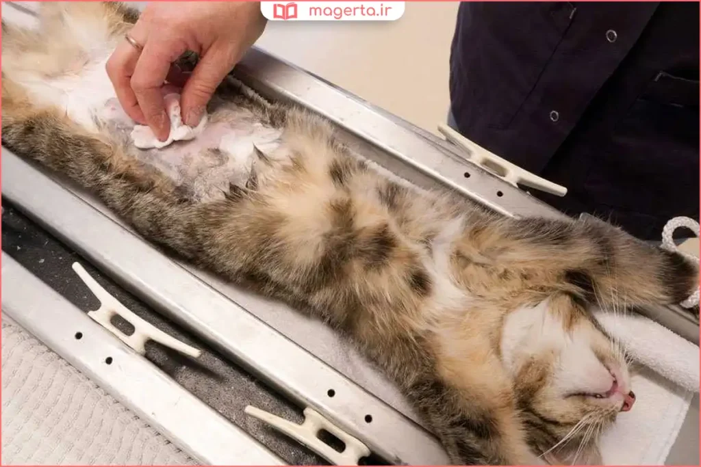 گربه نر جوان در حال معاینه توسط دامپزشک پیش از عقیمسازی