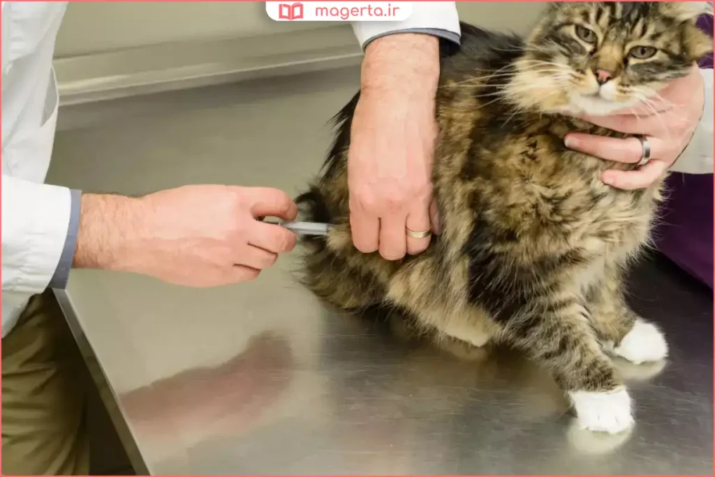 گربه نر روی میز معاینه در کلینیک دامپزشکی قبل از عمل