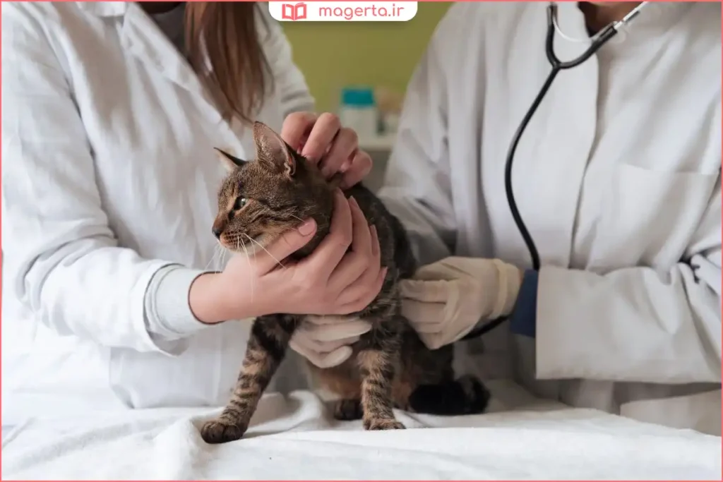 گربه در حال ریکاوری پس از عمل عقیمسازی با پد گرم زیر بدن