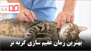 بهترین زمان عقیم سازی گربه نر