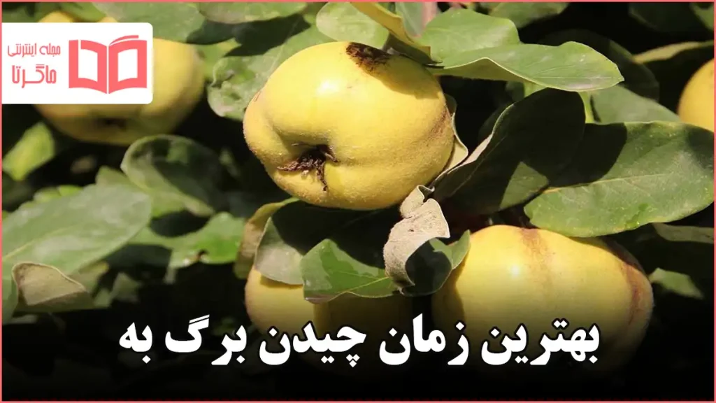 بهترین زمان چیدن برگ به