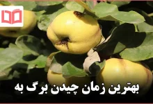 بهترین زمان چیدن برگ به