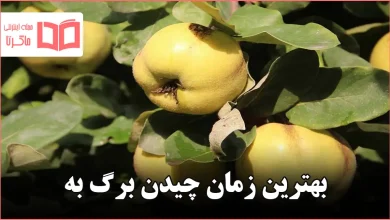 بهترین زمان چیدن برگ به