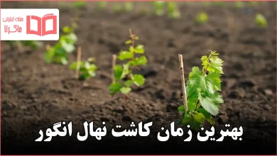 بهترین زمان کاشت نهال انگور