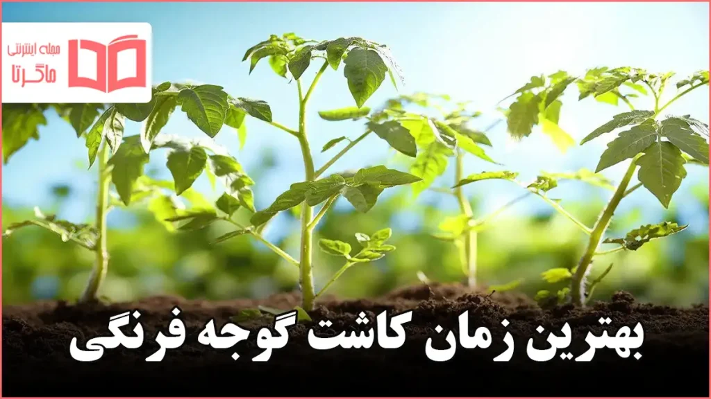 بهترین زمان کاشت گوجه فرنگی