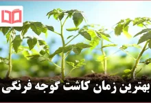 بهترین زمان کاشت گوجه فرنگی