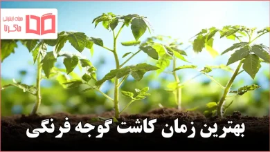 بهترین زمان کاشت گوجه فرنگی