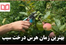بهترین زمان هرس درخت سیب