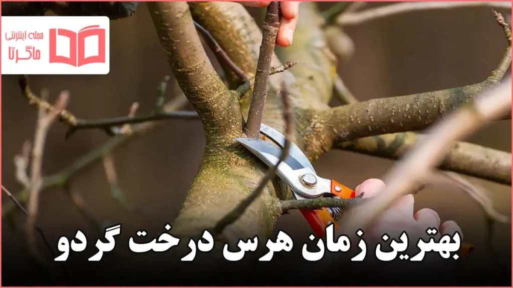 بهترین زمان هرس درخت گردو