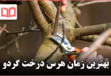 بهترین زمان هرس درخت گردو