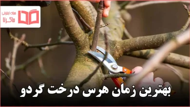 بهترین زمان هرس درخت گردو