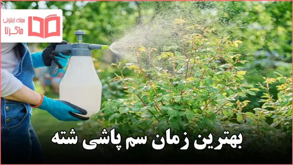 بهترین زمان سم پاشی شته