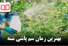 بهترین زمان سم پاشی شته
