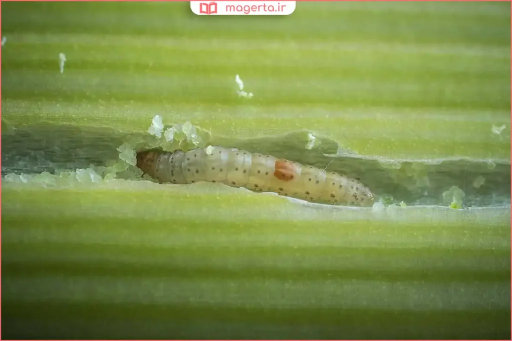 کشاورز در حال سمپاشی مزرعه برنج در اوایل فصل رشد گیاه